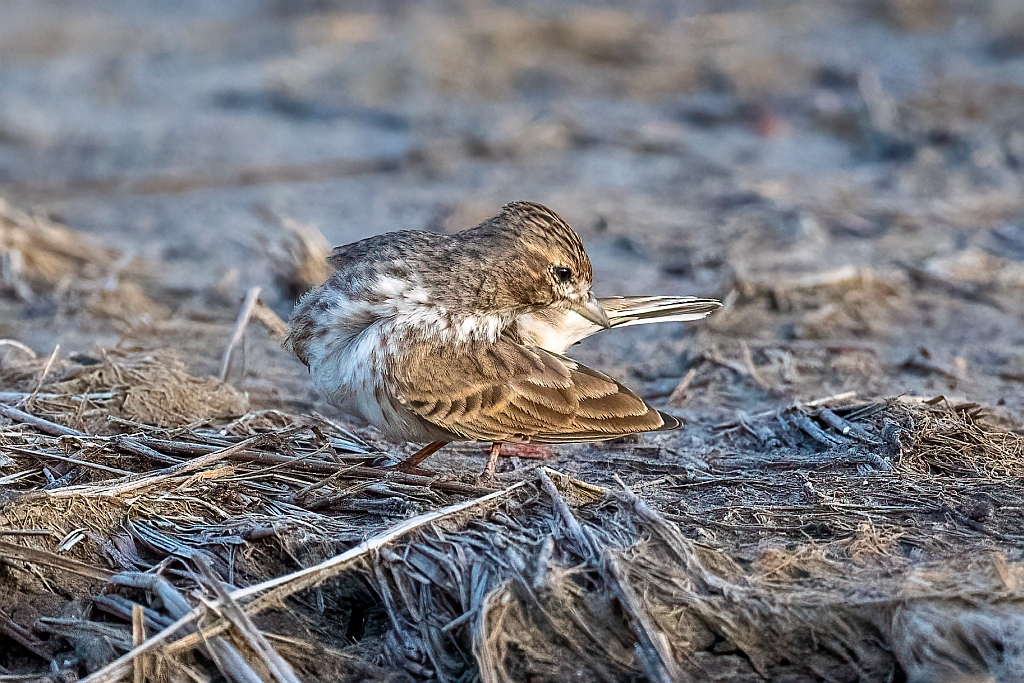 Sand Lark